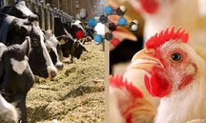 دامداران اصول بهداشت دام و طیور را رعایت کنند