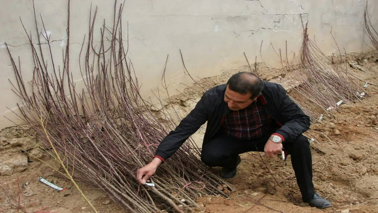 ۱۰ هزار اصله نهال مثمر در اردل توزیع شد