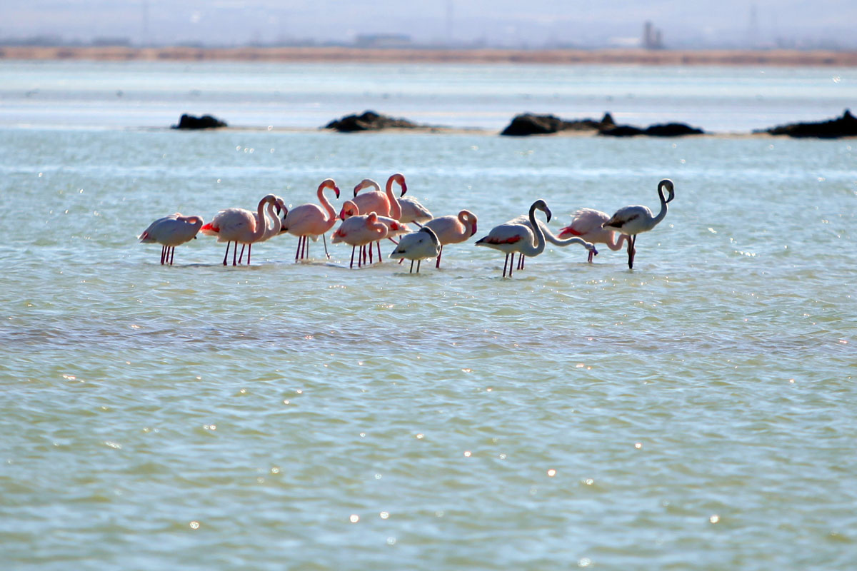 حال خوب تالاب