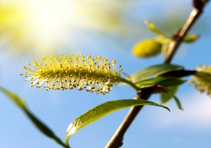 آغاز برداشت گل بیز در مهریز