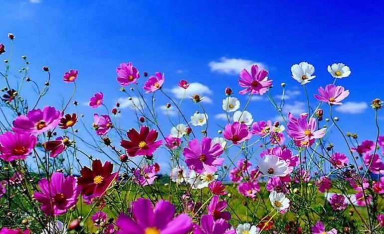 آماده سازی ۳۰۰ هزار گل متنوع برای استقبال از بهار در خراسان شمالی