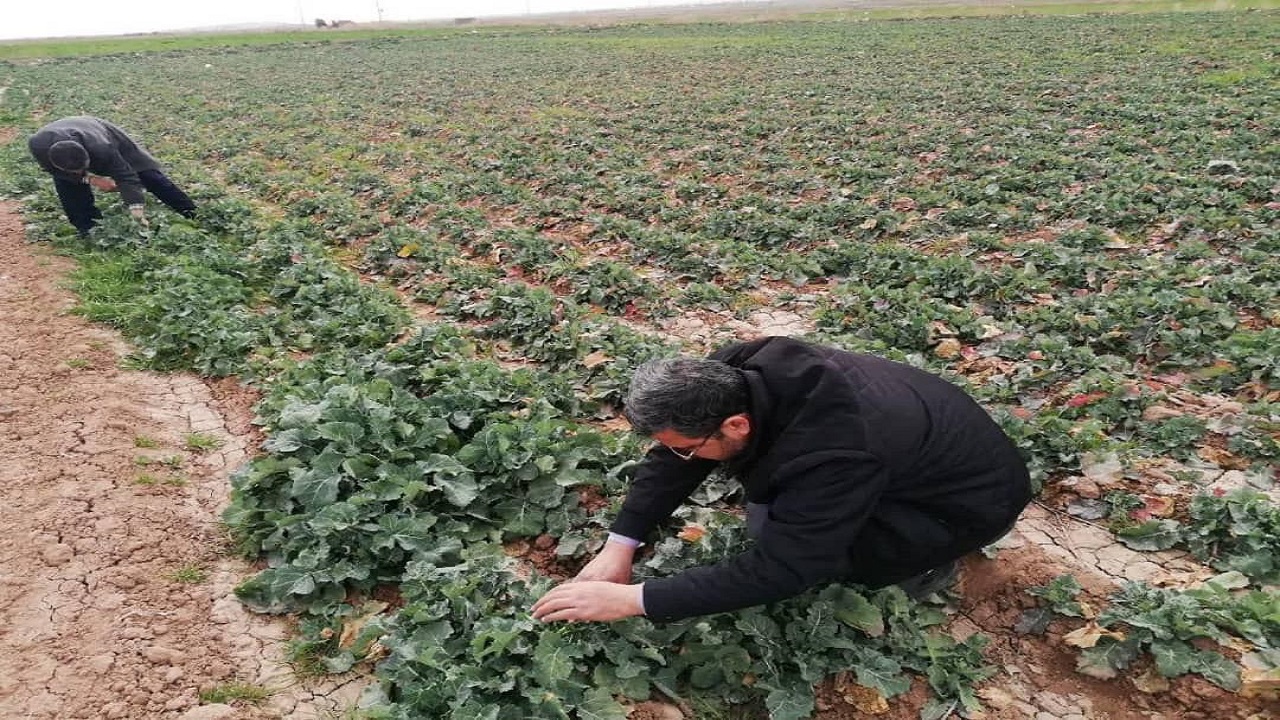 بازدید مستمر از مزارع کلزای تربت جام به منظور پایش آفات و بیماری‌ها