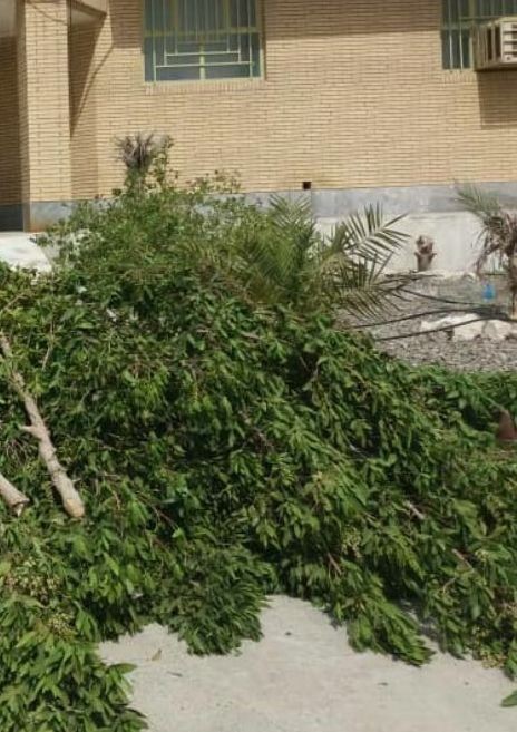 قطع درختان کنوکارپوس در کهنوج
