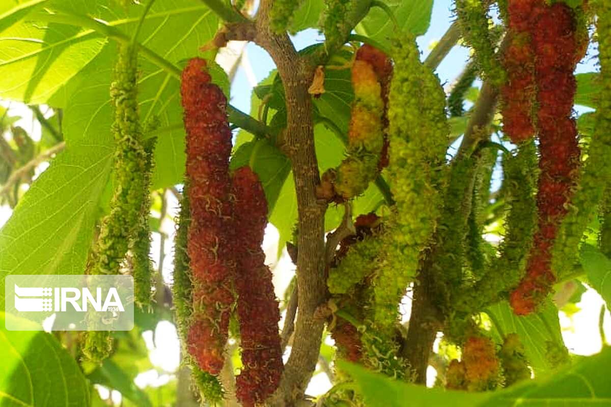 میوه عجیبی که تا حالا ندیدید + تصاویر