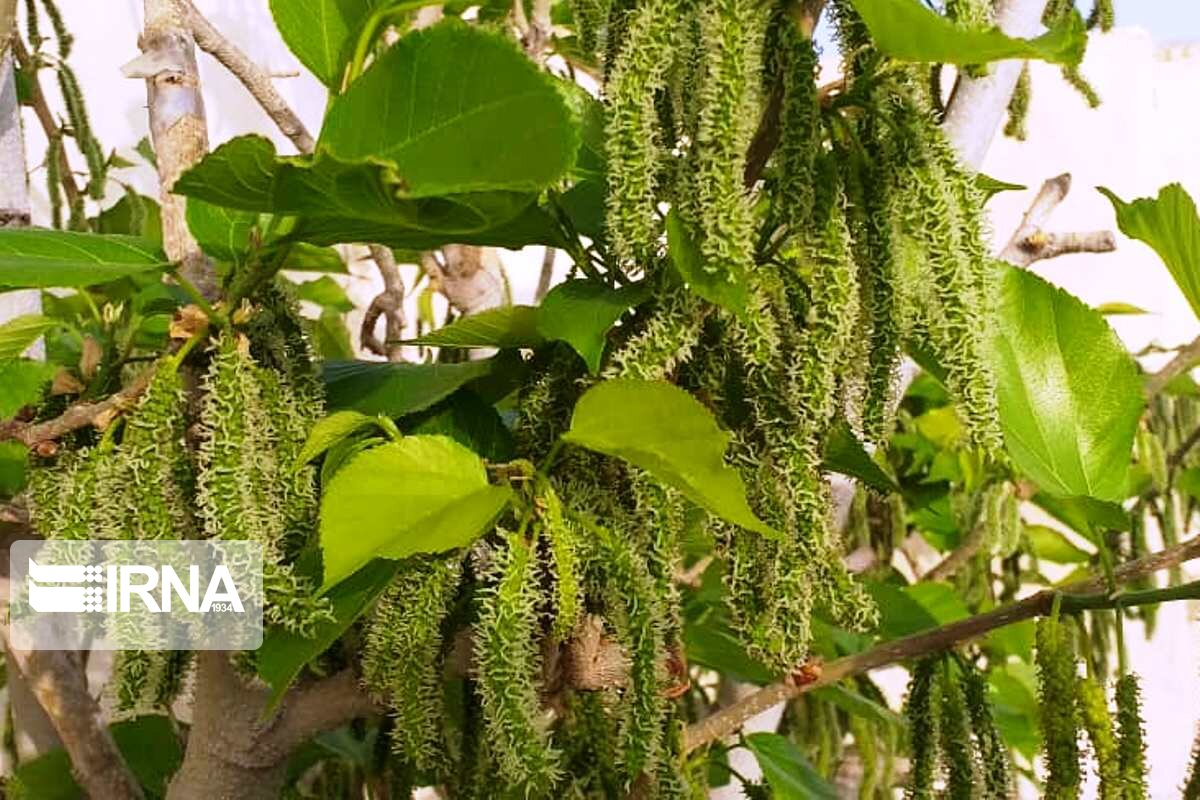میوه عجیبی که تا حالا ندیدید + تصاویر
