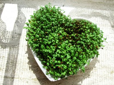از نماد سلامتی تا سینی که نخستین شورش تاریخ بشر را رقم زد