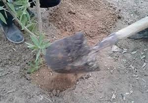 فرمانده قرارگاه منطقه‌ای شمالغرب نزاجا نهال غرس کرد