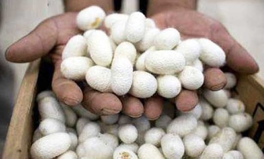 پیش بینی تولید ۲۵ تن پیله‌تر سال آینده در  بجنورد