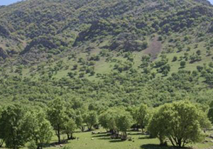 درختکاری بیش از ۵۰۰ هکتاری در شهرستان ملایر