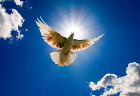 هنر لبخند زدن / آزادی پدر یزدی بعد از ۵ سال حبس
