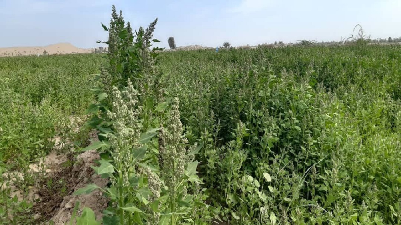 امسال ۱۷هکتار از اراضی شهرستان بمپور به زیر کشت کینوا رفته است