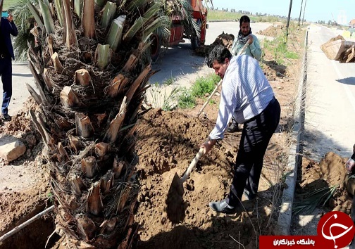 آیین کاشت نهال در شیرین شهر+تصاویر