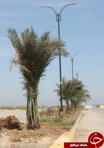 آیین کاشت نهال در شیرین شهر+تصاویر