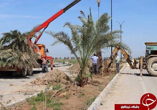 آیین کاشت نهال در شیرین شهر+تصاویر