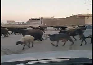 از ایستگاه صلواتی پخش مواد گندزدا در بهارستان تا توصیه&zwnj;های یک بیمار کرونایی به مردم + فیلم و تصاویر