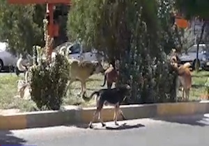 از حمل عجیب بار توسط پژو 405 در اتوبان تا لحظه نجات پسر بچه ۴ ساله از داخل چاه در بادرود + فیلم و تصاویر