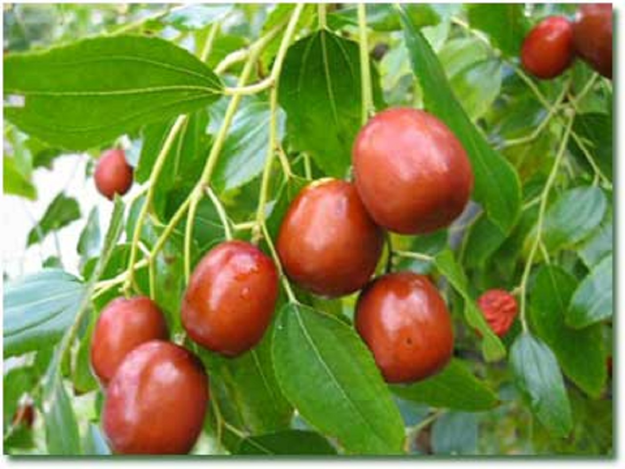 عناب یک داروی ناب