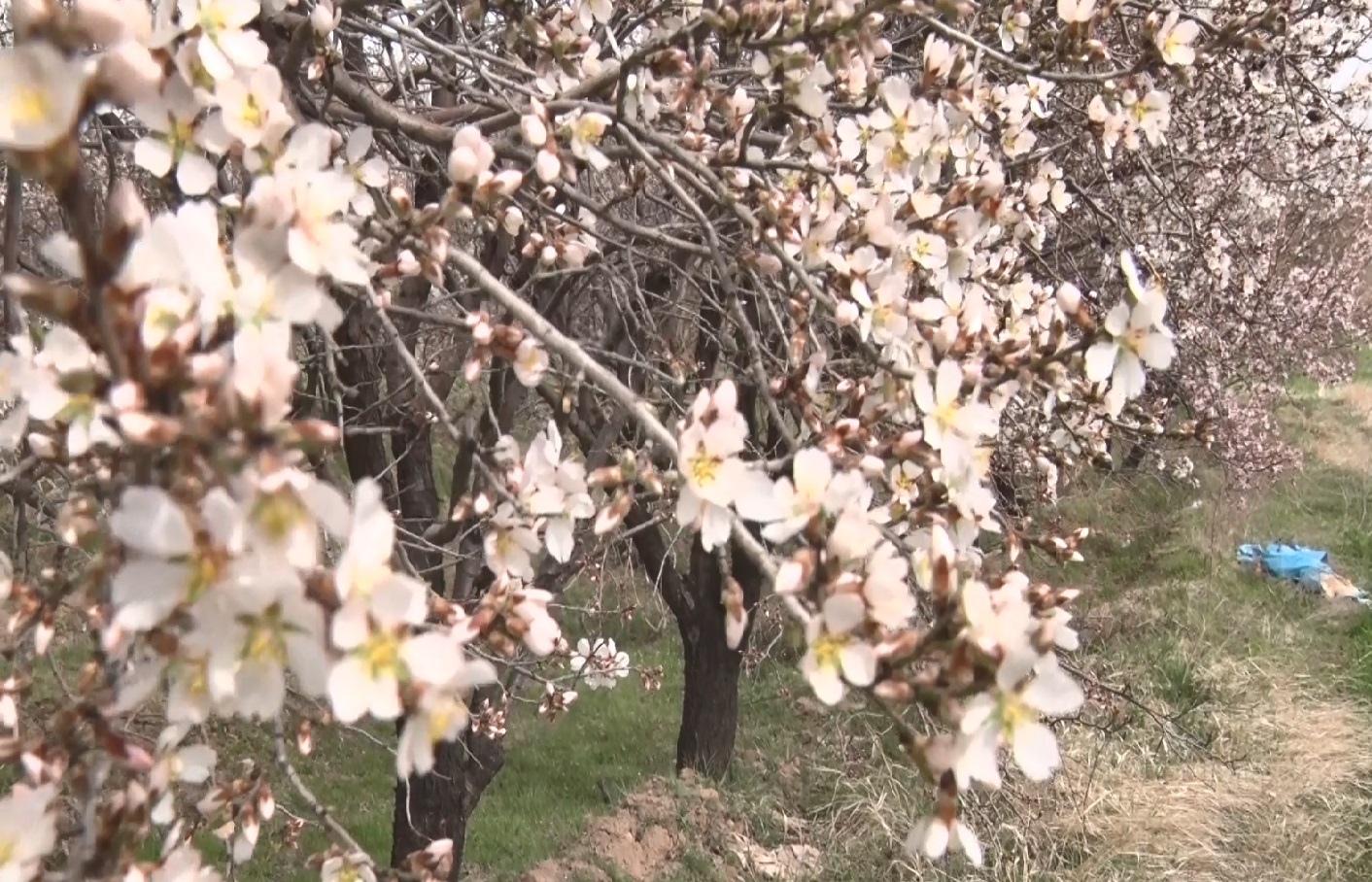 درختان ساوه نشان دادند زمستان ماندنی نیست