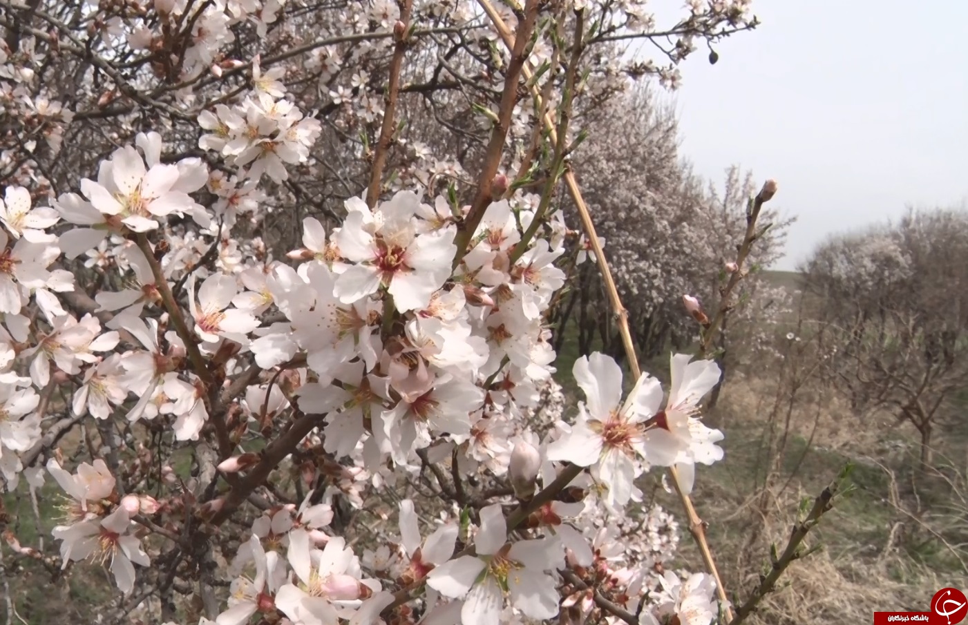 درختان ساوه نشان دادند زمستان ماندنی نیست