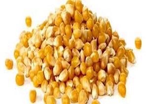 کشف و ضبط ۱۵۶ تن ذرت تراریخته در شهرستان نمین