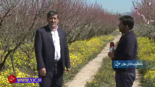 درختان پر شکوفه نوید فصل پر میوه