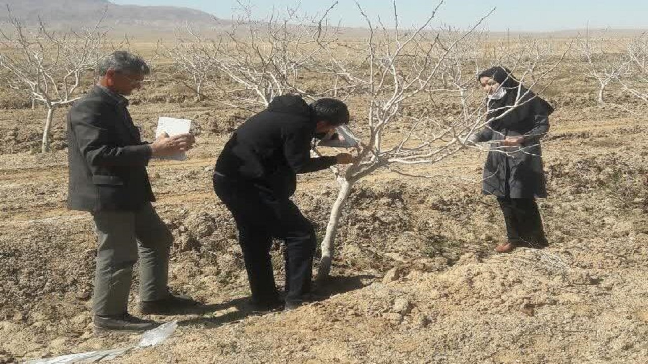 نصب تله‌های فرمونی در ۵ ایستگاه از مناطق مختلف پسته کاری کاشمر