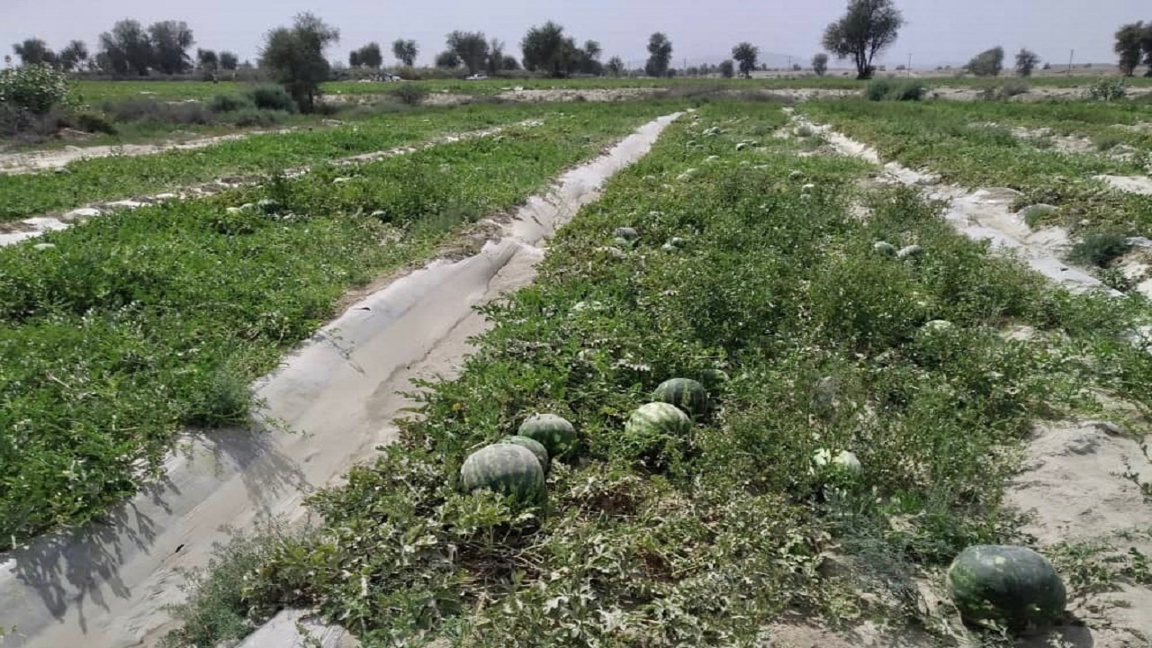 برداشت هندوانه خارج از فصل از مزارع کشاورزی قصرقند