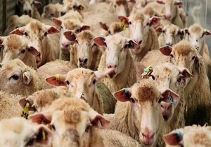 تعطیلی میادین خرید و فروش دام زنده در سطح آذربایجان غربی