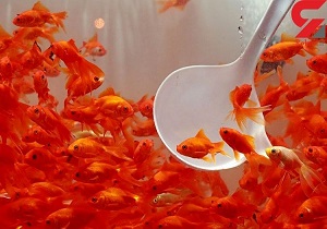خداحافظی سفره هفت سین یزدی‌ها با ماهی قرمز