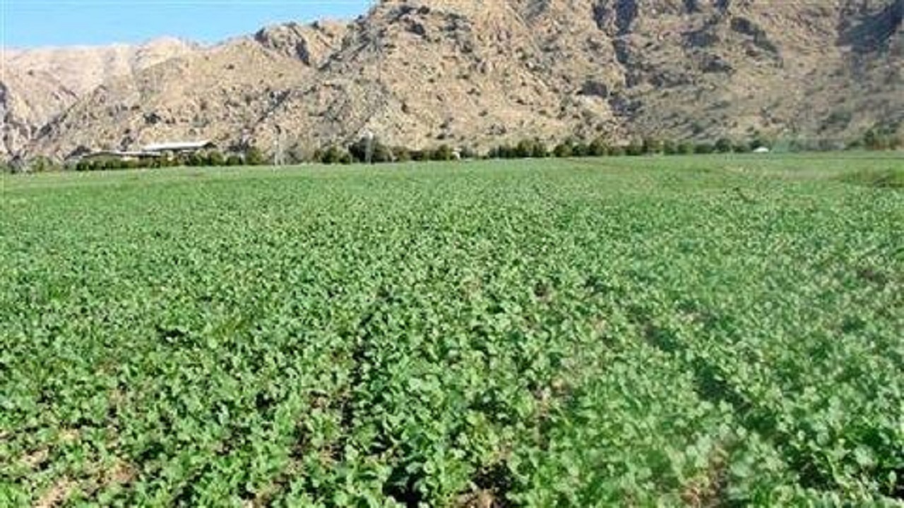 کلزا کاران برای مصرف کود‌های سرک و آبیاری مزارع اقدام کنند