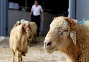 عرضه دام زنده در یزد ممنوع