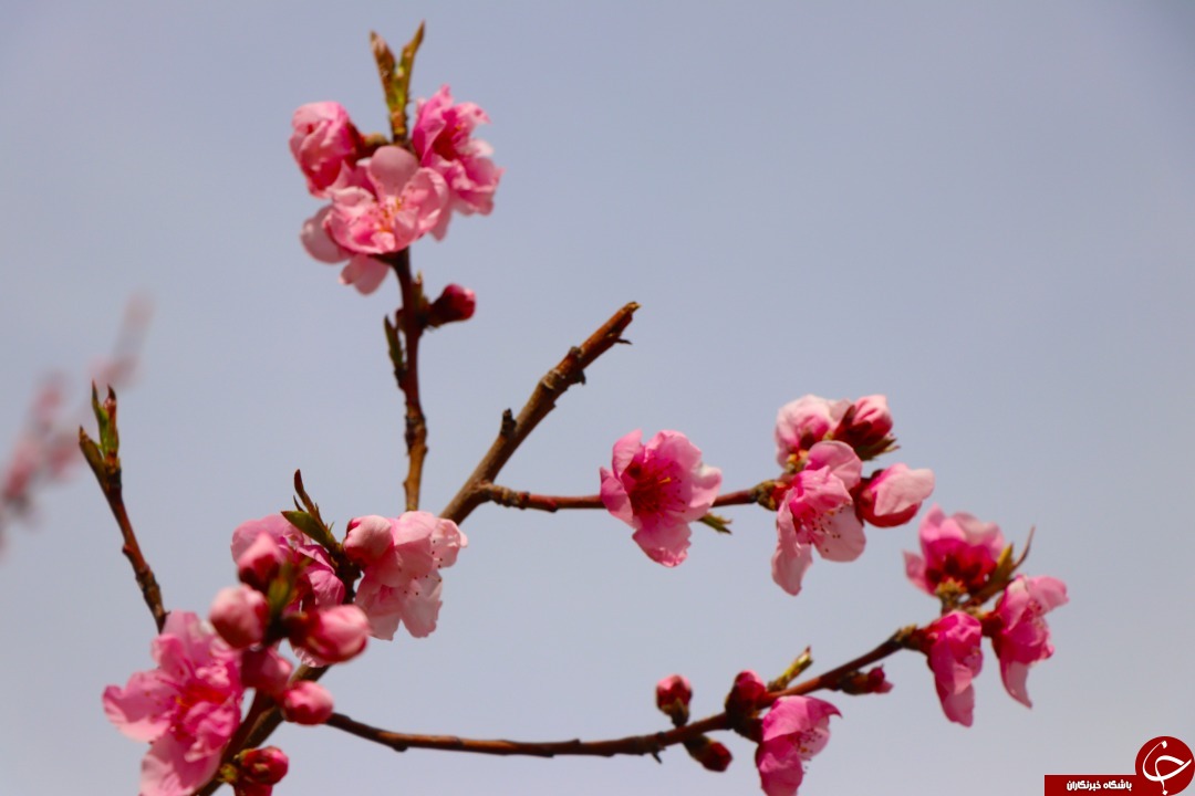 بهار پای سفره گنابادی ها می نشیند/جلوه نمایی بهار با شکوفه زدن درختان در گناباد