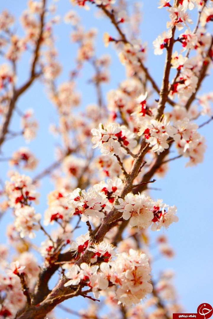 بهار پای سفره گنابادی ها می نشیند/جلوه نمایی بهار با شکوفه زدن درختان در گناباد