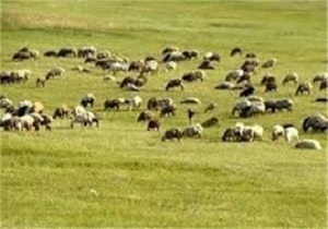 ممنوعیت چرای دام در مراتع بروجرد