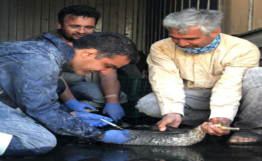 نجات ۷۰ قطعه پرنده باکلان گرفتار در کفه نمکی سیرجان+عکس