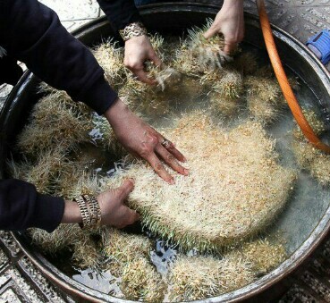 پخت سمنو خانگی که شهدادی ها  انجام می دهند