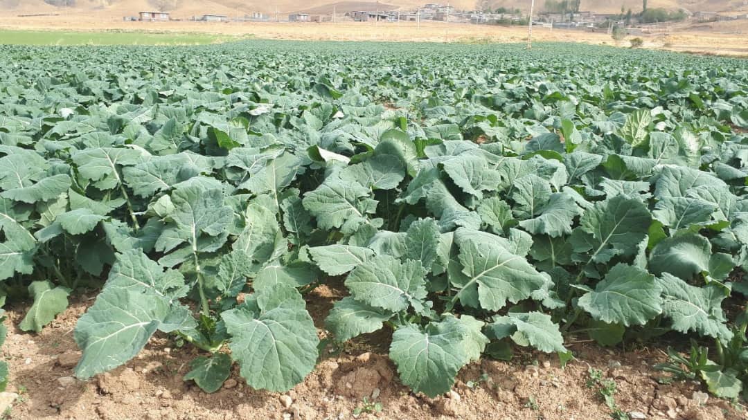 کلزا کاران زمین‌های زراعتی را سم پاشی کنند