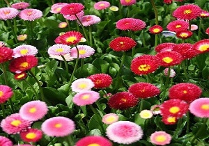 گل ها در اهواز ریشه در خاک گذاشتند