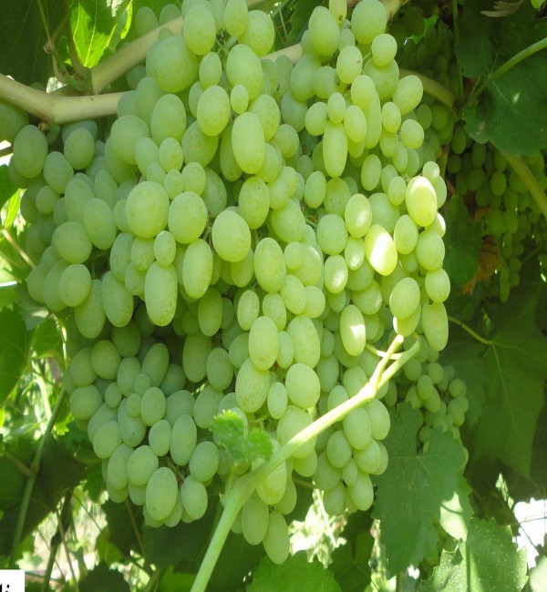 کاشمر