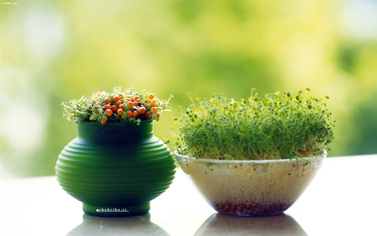 پشت هر کدام از &laquo;سین&raquo; های &laquo;هفت سین&raquo; چه رازی نهفته است؟
