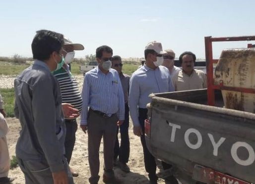 مبارزه با آفت ملخ صحرایی در جازموریان