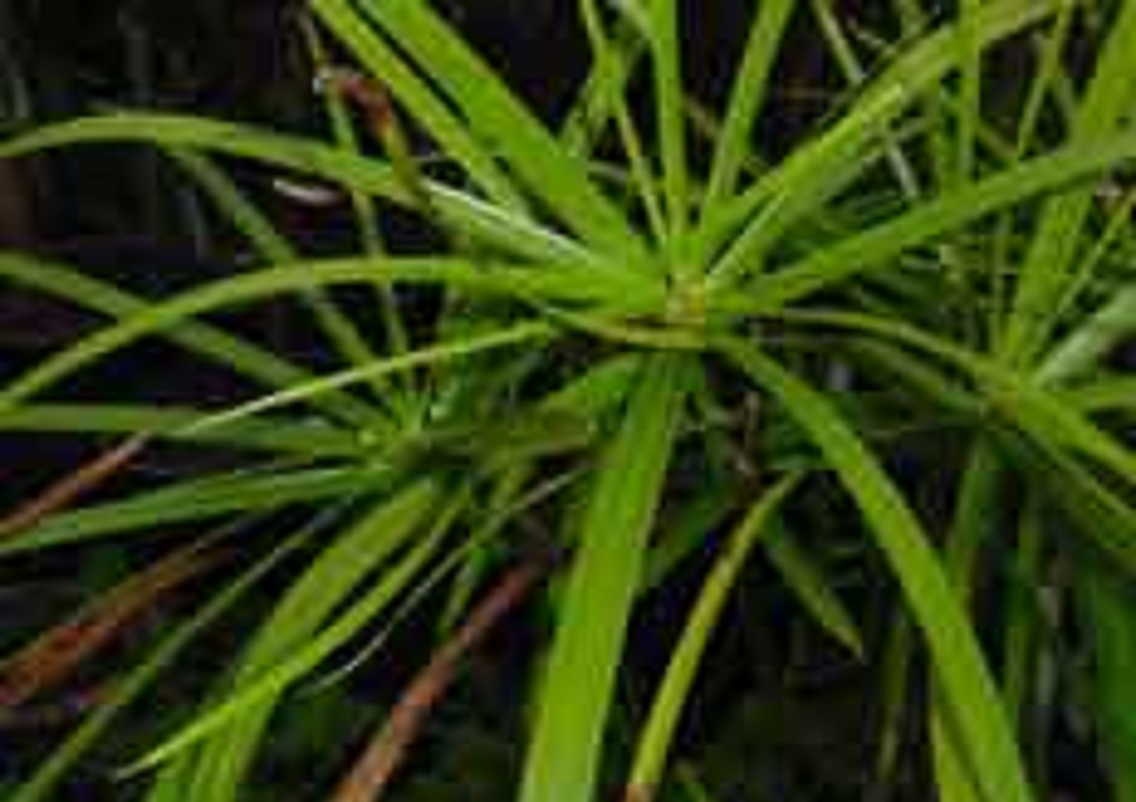 نخل مرداب یا پنجه كلاغی CYPERUS