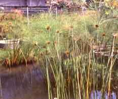 نخل مرداب یا پنجه كلاغی CYPERUS
