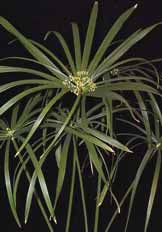 نخل مرداب یا پنجه كلاغی CYPERUS