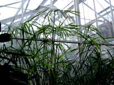 نخل مرداب یا پنجه كلاغی CYPERUS