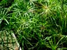 نخل مرداب یا پنجه كلاغی CYPERUS