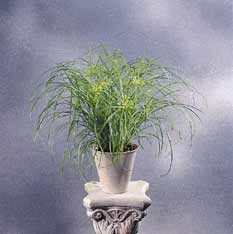 نخل مرداب یا پنجه كلاغی CYPERUS
