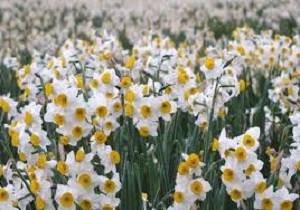 شاخه گل نرگس دست پرورده پلدختری ها/ کشور‌های حوزه خلیج فارس مملو از نرگسی های لرستان