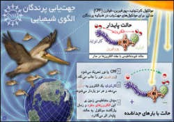 پرندگان چگونه راه خود را پیدا می&zwnj;کنند؟