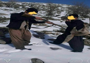 دستگیری شکارچیان غیرمجاز روباه در سردشت
